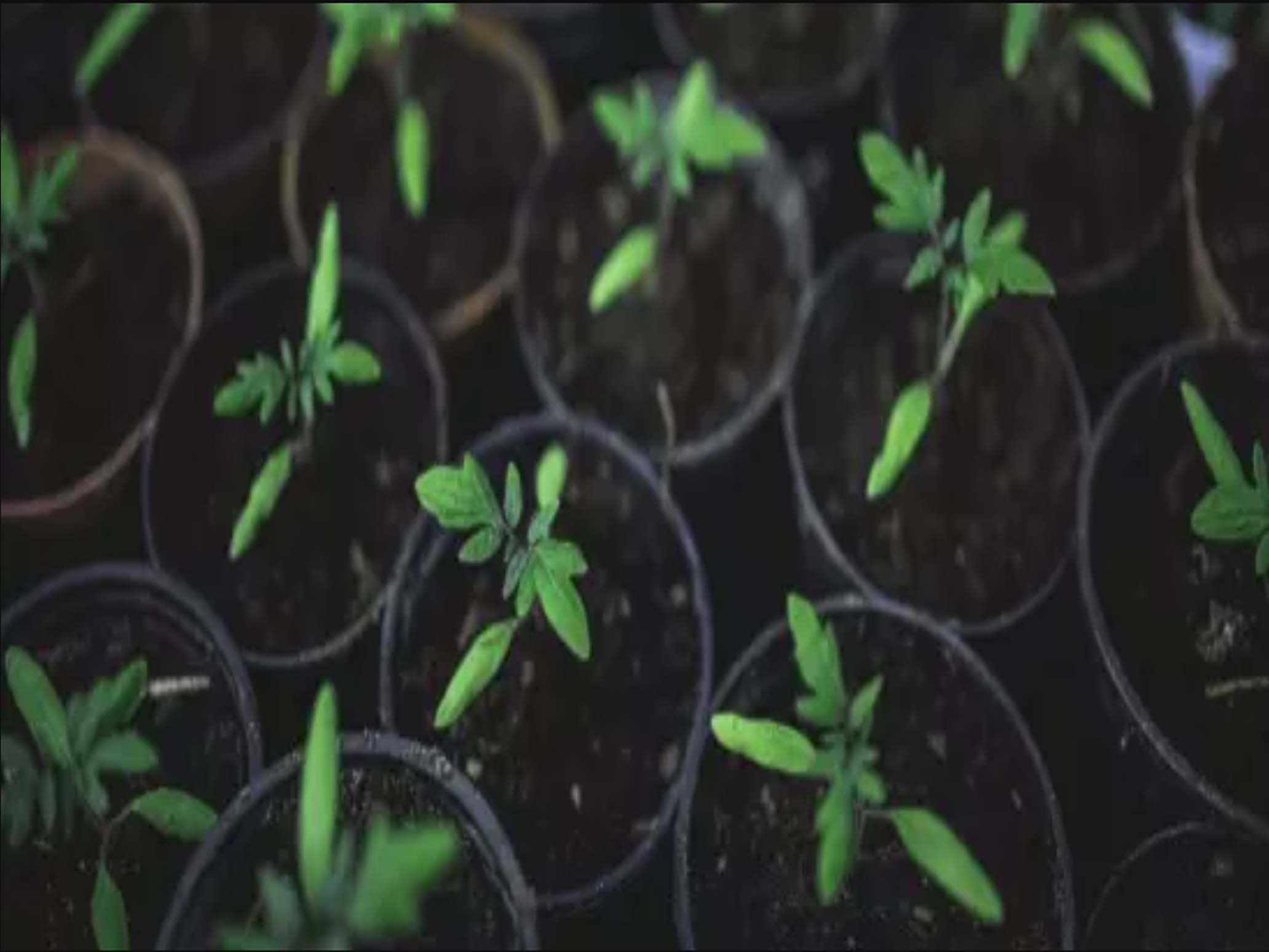 SANGSANGGRE HORTI-HUB